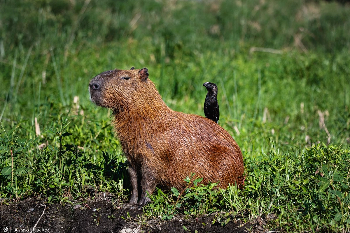 Capivara no Pantanal