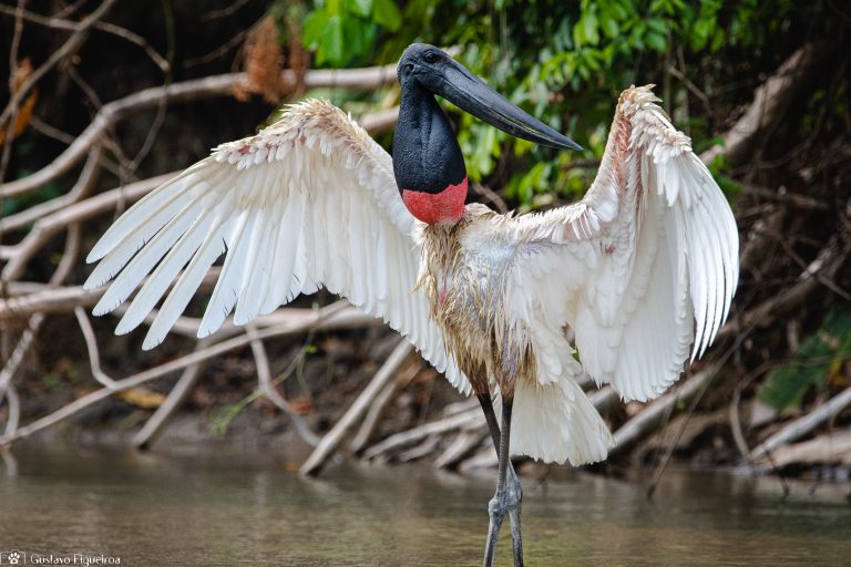 Tuiuiú, ave símbolo do Pantanal