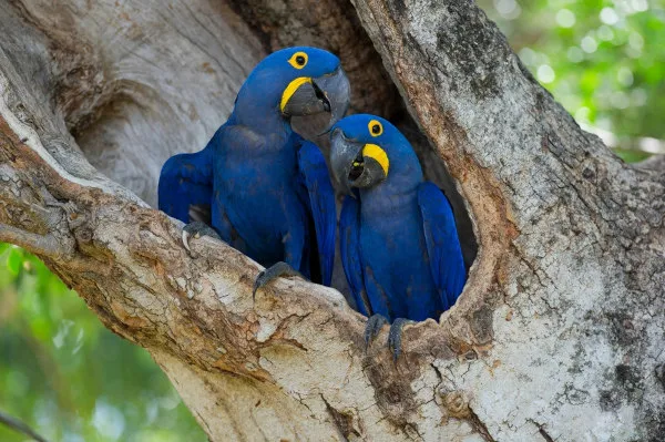 Araras-azuis no Pantanal